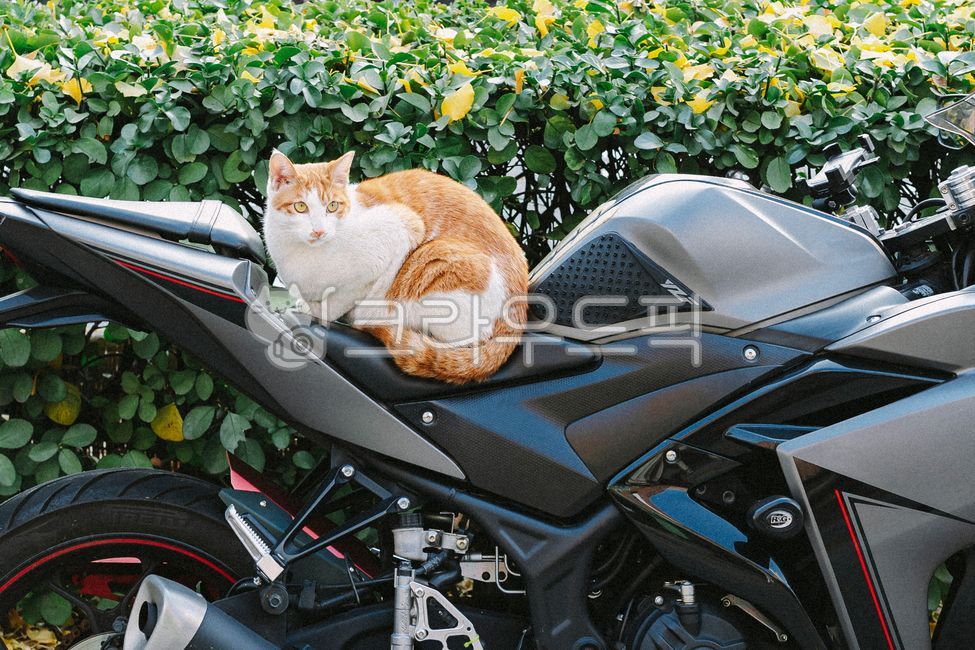 고양이,길고양이,cat,cute,코리안숏헤어,코숏,치즈고양이