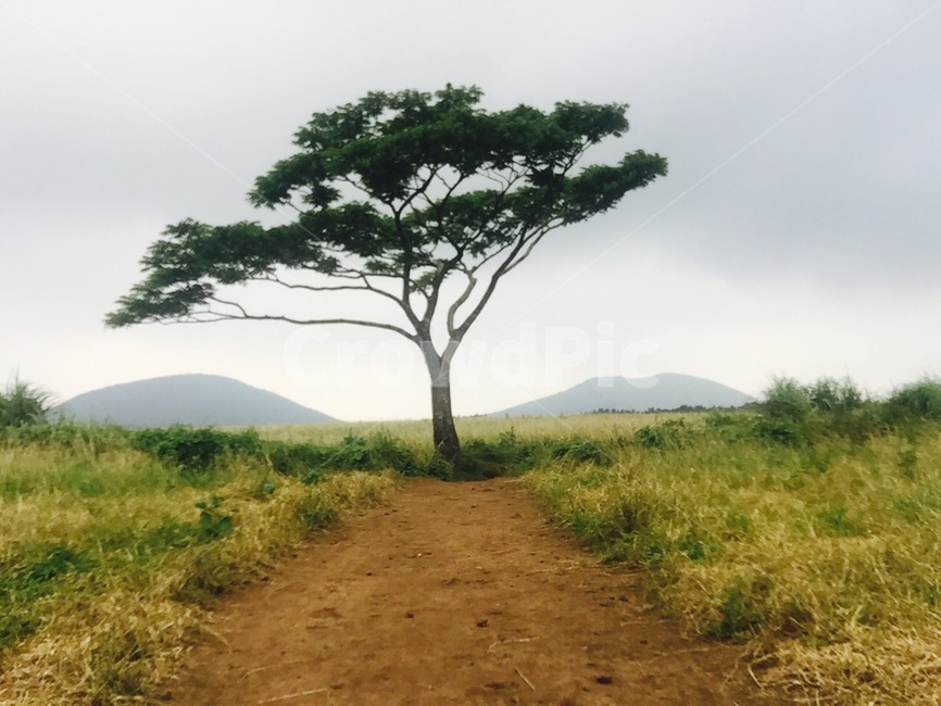 나무,제주도,큰나무,길,산책,tree,자연,풍경,nature,landscape,plant,식물