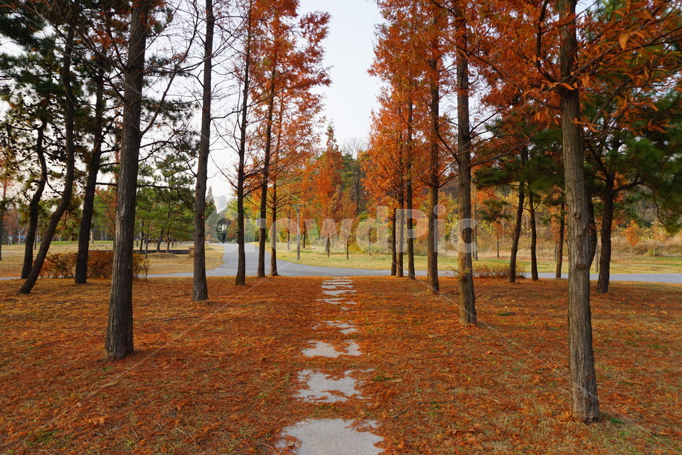 가을,풍경,단풍,나무,낙엽,길,가을,계절,fall,autumn,season,자연,풍경,nature,landscape,나무,trees,wood,tree,plant,식물,tree trunk,나무 줄기