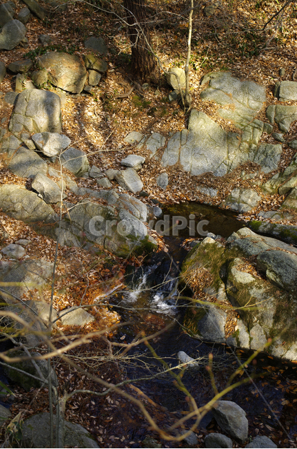 나무,식물,plant,계곡,낙엽,자연,풍경,nature,landscape