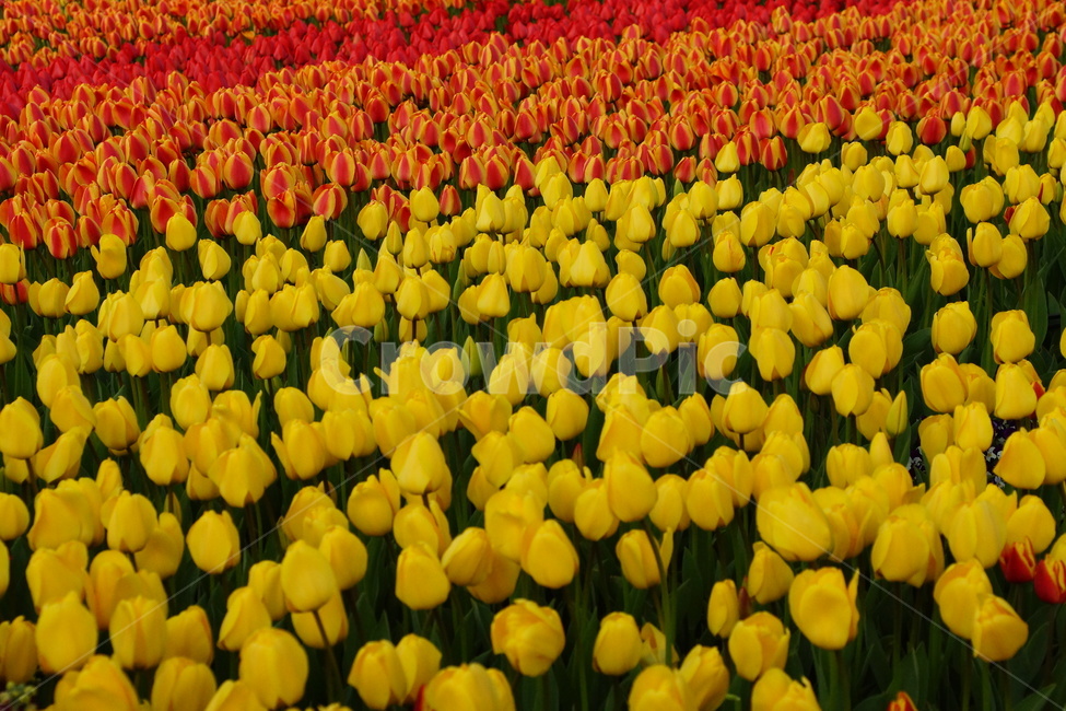 튤립,튜울립,봄꽃,봄,계절,flower,봄,계절,spring,season,식물,자연,plants,nature,꽃,flower,plant,blossom,tulip