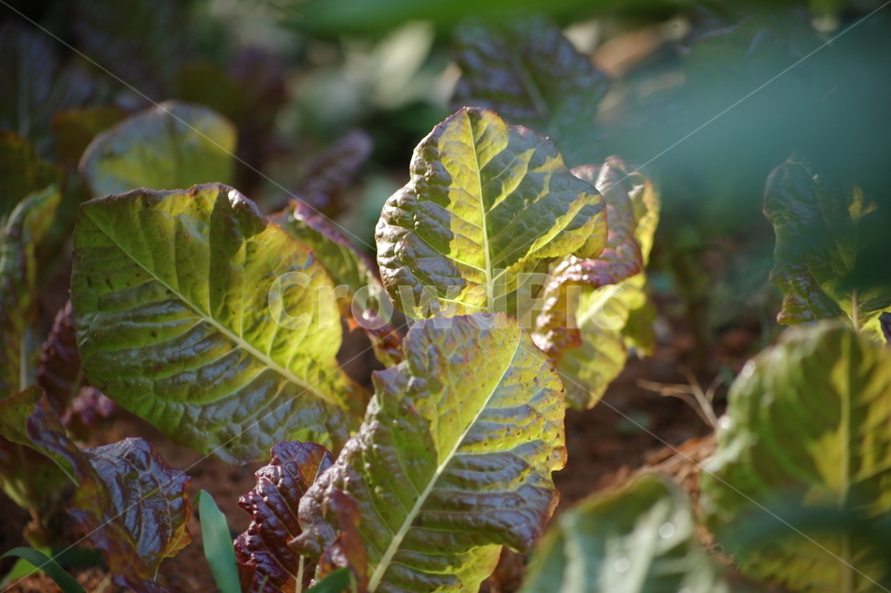 적상추,상추,채소,야채,흙,땅,밭,농사,재배,식물,식물,자연,plants,nature
