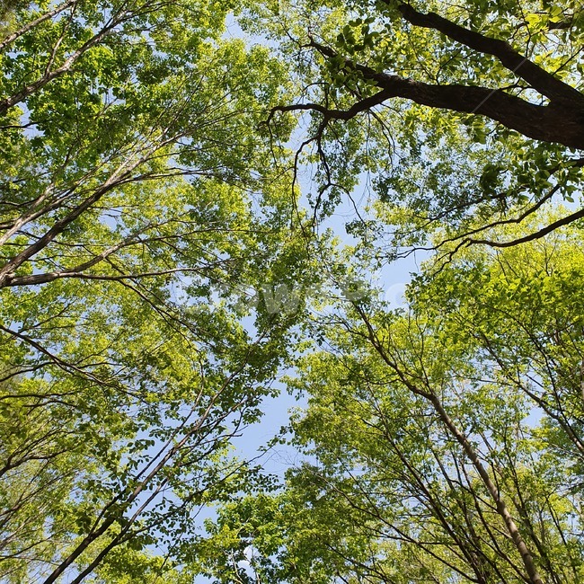 나무,하늘,숲,숲속,울창함,여름하늘,풀,하늘과나무