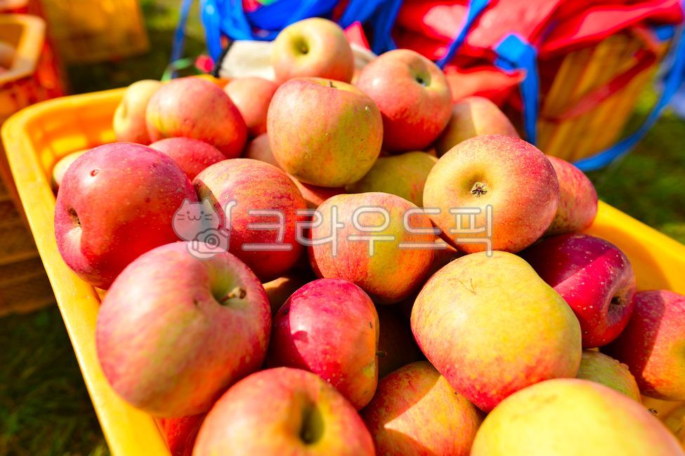 사과,사과수학체험결과,apple,충주사과,부사,수확
