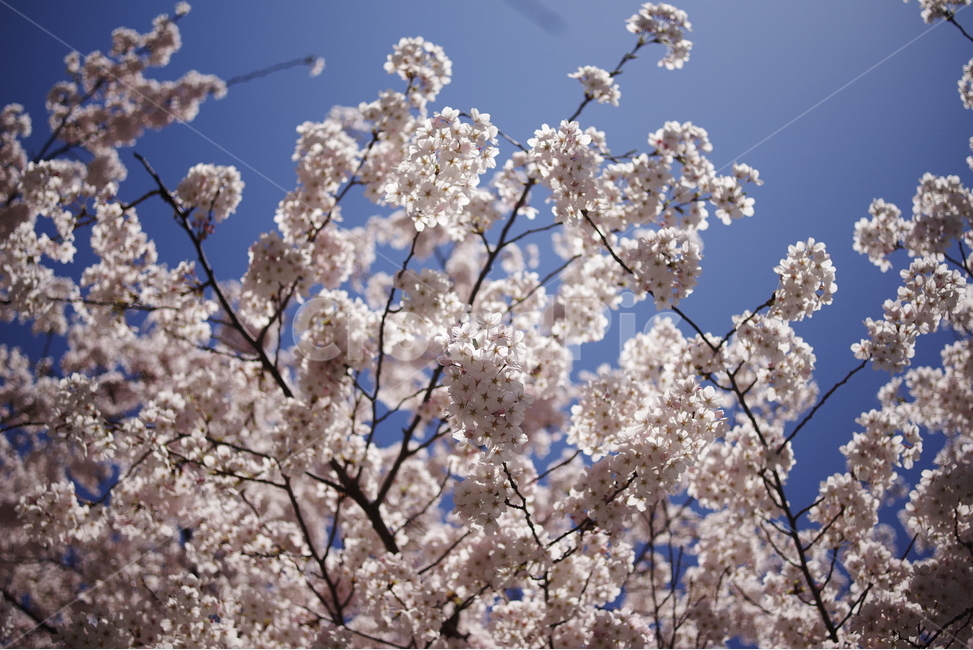 벚꽃,봄꽃,꽃,봄,배경화면,바탕화면,계절,식물,자연,생명,꽃잎,봄,계절,spring,season,식물,자연,plants,nature,꽃,flower,plant,blossom