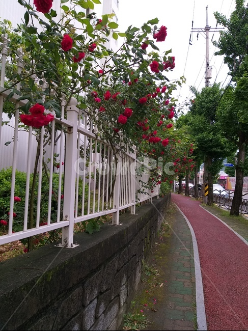 넝쿨장미,붉은장미,장미꽃,5월장미,자연,힐링,초록세상,red,rose,flowers,nature,green,돌담길,tree,나무