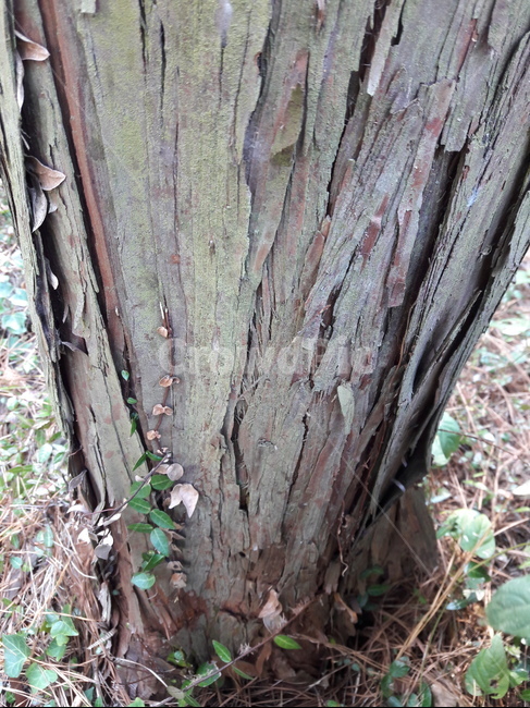 나무,tree,treetrunk,나무줄기,식물,texture,wood,pattern,oldwood,plant,식물,자연,plants,nature,나무,trees,wood