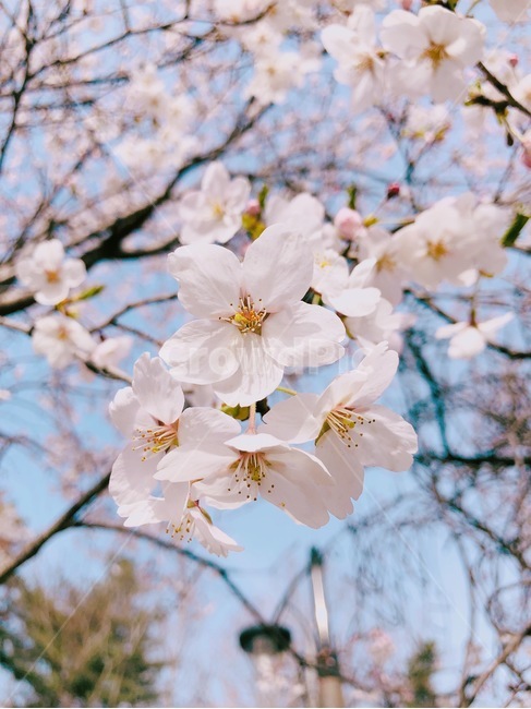 꽃,벚꽃,봄,flower,꽃잎,자연,봄날,봄,계절,spring,season,plant,식물