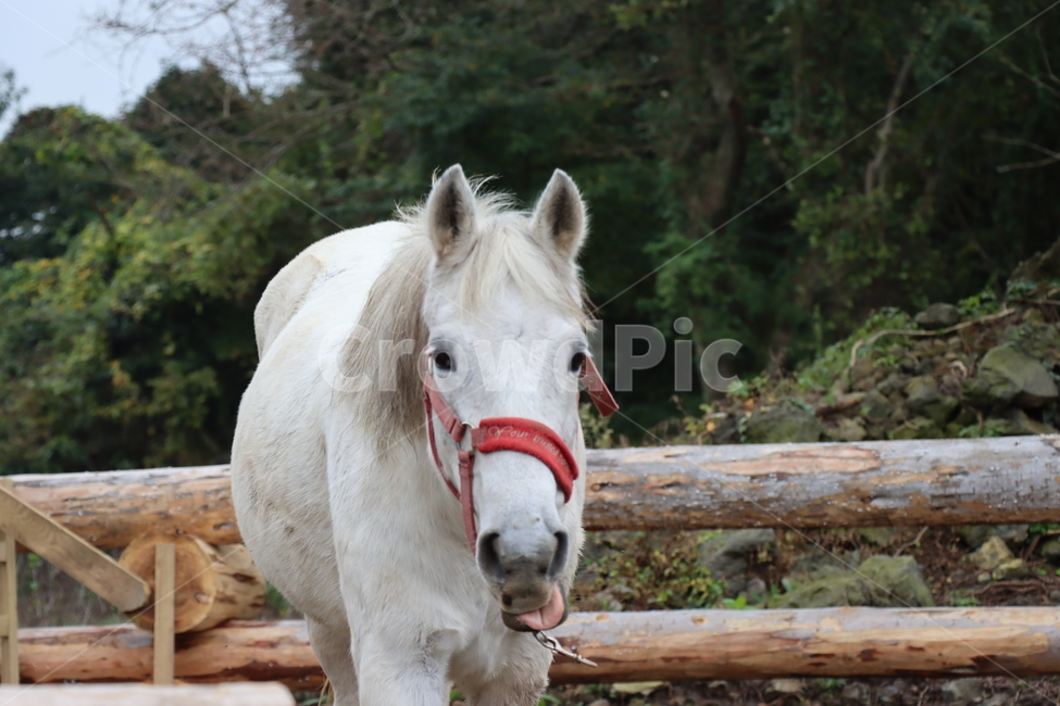 말목장,말,백마,horse,animal,동물,동물,animal,포유류,mammal