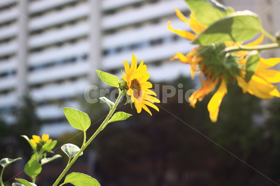 꽃,식물,해바라기,햇살,Flower,식물,자연,plants,nature,꽃,flower