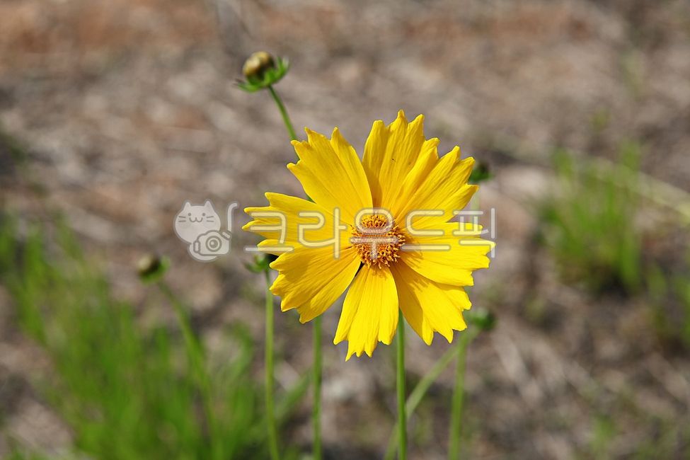 금계국,꽃,봄꽃,꽃잎,잎,봄,식물,자연,공원,노랑