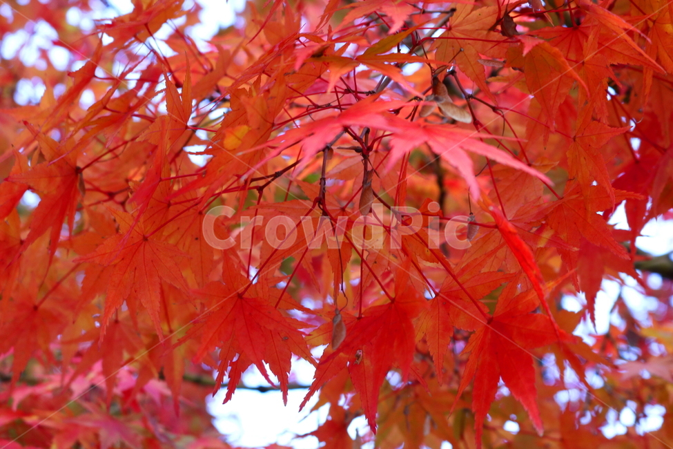 단풍,단풍나무,나무,식물,가을,자연,가을,계절,fall,autumn,season,식물,자연,plants,nature,plant,leaf,잎,tree,maple