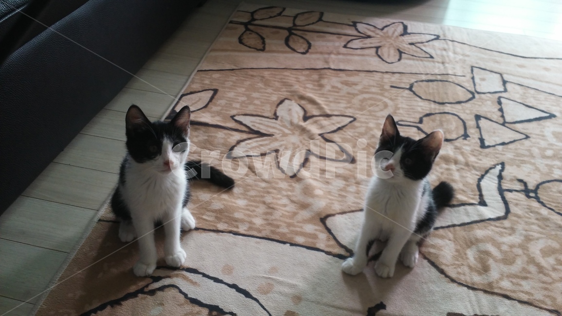 고양이,cat,두마리,반려동물,동물,쌍둥이,귀여움