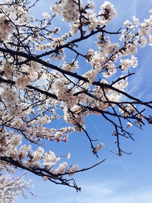 벚꽃,나무,하늘,맑음,꽃,봄,계절,spring,season,식물,자연,plants,nature,꽃,flower,plant,blossom