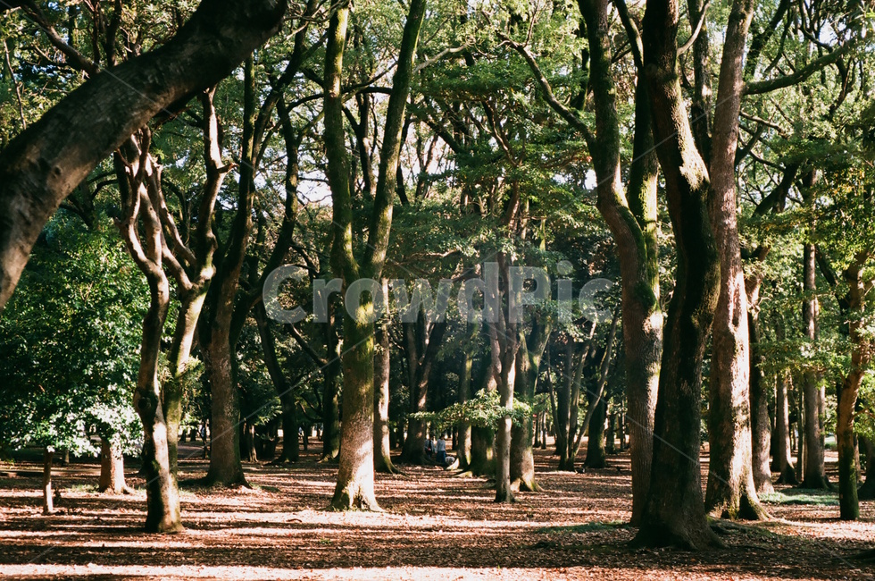 숲,자연,나무,공원,풍경,자연,풍경,nature,landscape,휴식,힐링,rest,relaxation,healing,tree trunk,나무 줄기,tree,plant,식물