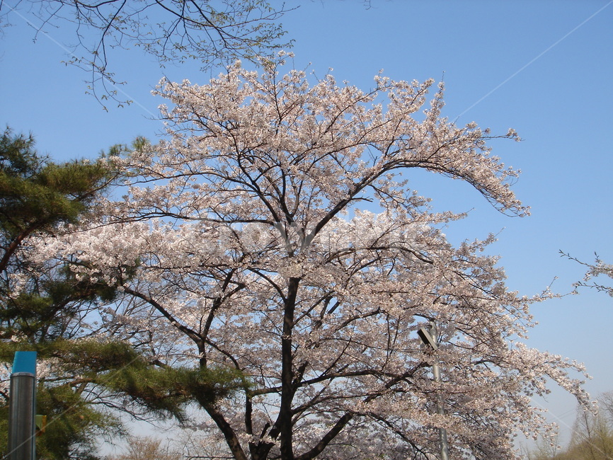봄,벗꽃,산책,꽃,나무