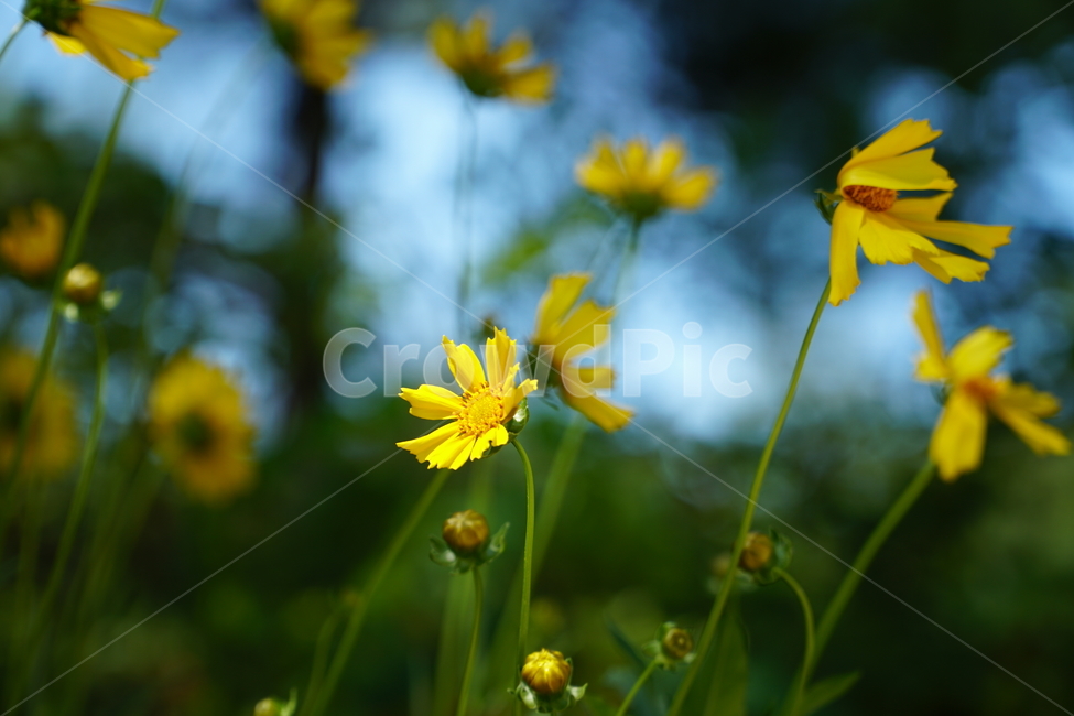 꽃,꽃밭,금계국,큰금계국,노란꽃,노랑꽃,자연,활짝,노란,노랑,봄,flower,yellow,spring