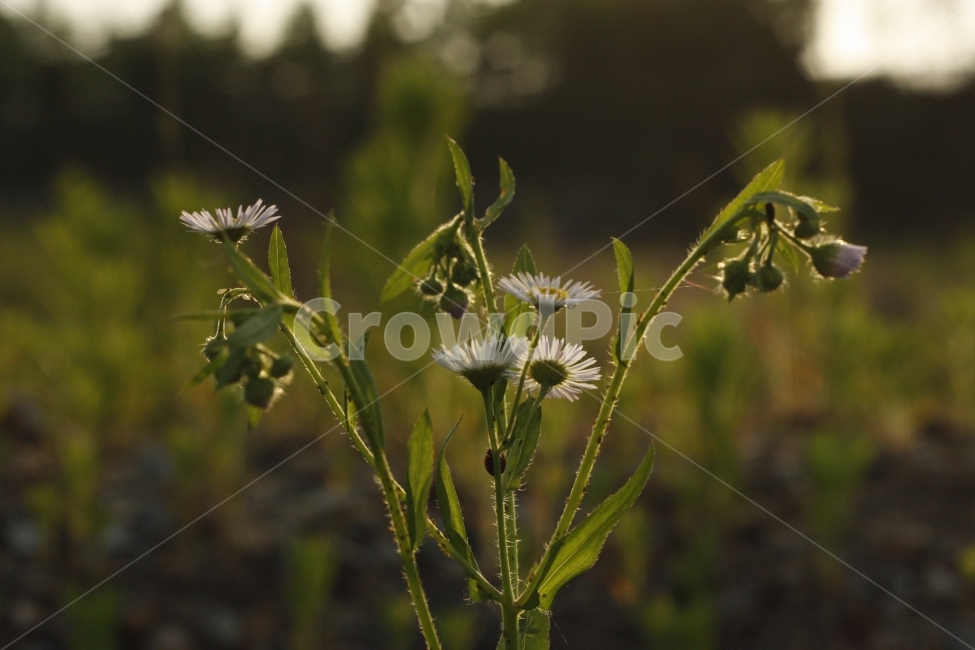 식물,꽃,노을,접사,초록,식물,자연,plants,nature,꽃,flower