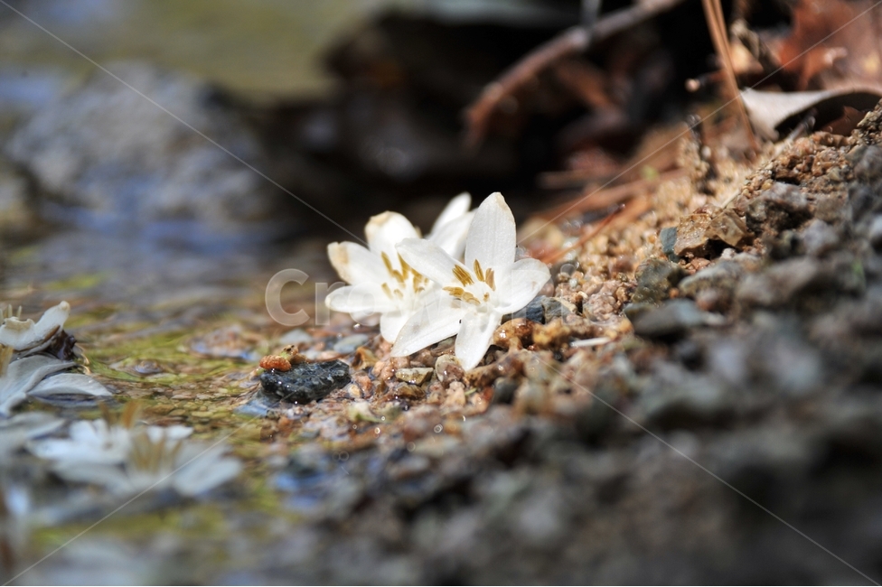 anesthetic,white flower,mountain,Valley,styraxjaponicus,benzoin,bamboo tree,downtown,medicinal plants,Rhododendron,water