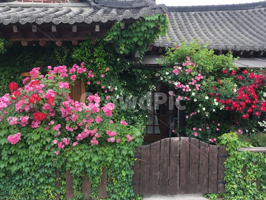 전주한옥마을,한옥,전통가옥,꽃집,장미,풍경,조화,차경,여유,휴식,숙소,jeonjuhanokvillage,hanok,traditionalhouse,rose,scenery,rest,house