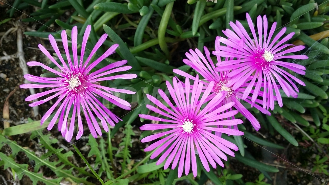 꽃,봄,밝음,아침,싱그러움,식물,자연,plants,nature,꽃,flower