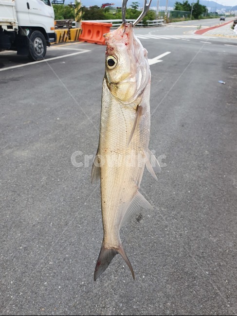 강준치,물고기,낚시,생선,준치,fish