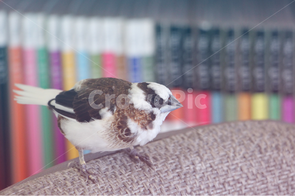 새,십자매,애완조,새대가리,조두,자유,탈출,새장탈출,동물,animal,조류,새,birds