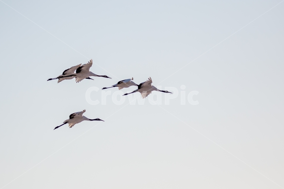 두루미,조류,새,비행,두루미가족,자연,풍경,동물,animal,조류,새,birds