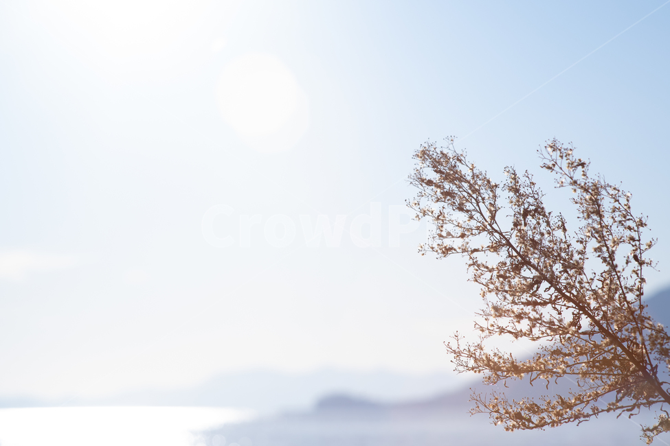 plant,식물,배경,background,가을,nature,outdoor,agriculture,autumn,beautiful,beauty,blossom,blue,bright,color,countryside,environment,field,fieldofflowers,fields,flora,floral,flower,fresh,garden,grass,green,growth,landscape,lawn,natural,organic,outdoors,retro,rural,scene,season,sky,spring,summer,sun,sunlight,sunny,sunrise,sunset,vintage,white,wild,yellow,가을,계절,fall,autumn,season,식물,자연,plants,nature