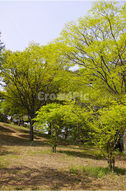 나무,식물,plants,nature,빛,초록,color,잎,숲,자연,풍경,nature,landscape,tree,plant,tree trunk,나무 줄기
