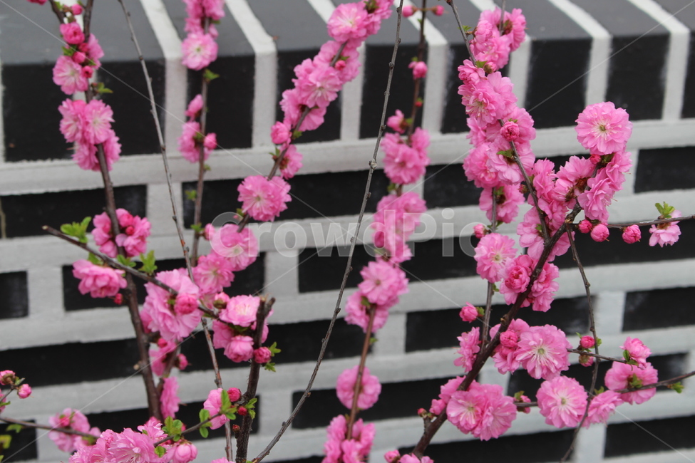 꽃,flower,식물,자연,나무