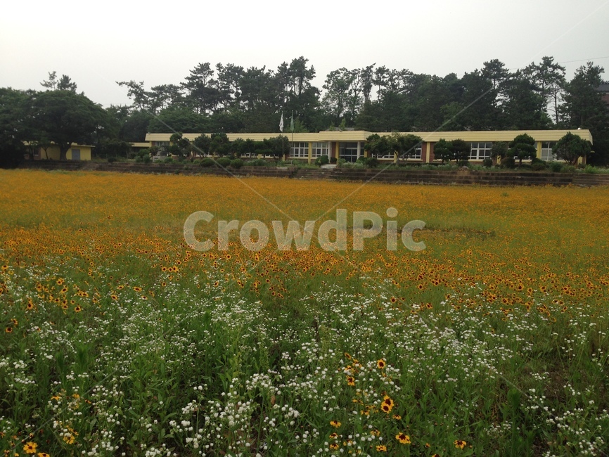 폐교,폐교운동장,학교,개망초,초등학교,자연,풍경,nature,landscape,건축물,건물외관,exterior,building,structure,architecture,construction,outdoors,옥외,grassland,목초지,field,들,farm,농장,rural,농촌,meadow