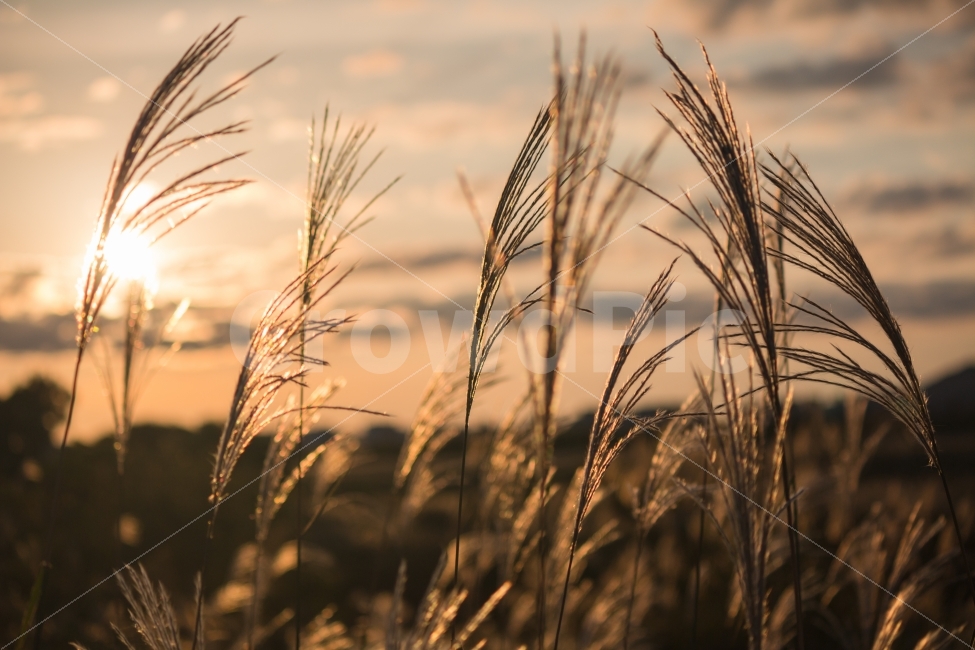 억새,갈대,풍경,노을,산책,거리,가을,일몰,sunset,자연,풍경,nature,landscape,가을,계절,fall,autumn,season,식물,plants,감성,sensible,feeling,plant,grass,잔디,food,음식,vegetable,야채,grain,곡물