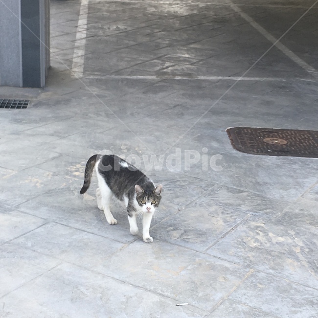 고양이,길고양이,cat,코숏,코리안숏헤어,동물