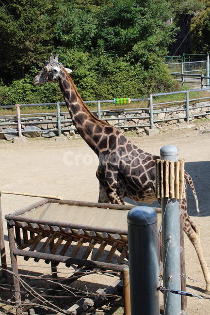 animal,동물,zoo,동물원,giraffe,기린,wildlife,야생동물,mammal,포유류,동물,animal,포유류,mammal