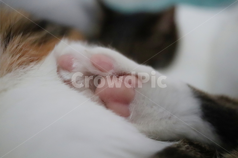 고양이,동물,고양이발바닥,고양이젤리,분홍젤리,동물,animal,포유류,mammal,고양이,cat,kitten,kitty