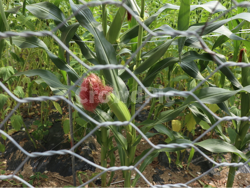 옥수수,철조망,수염,식물,plant