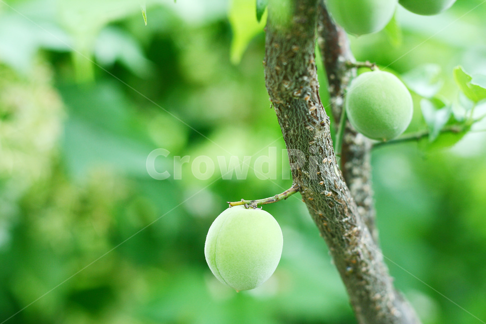 매실,매실나무,매실열매,매실재배,매실농사,과일,열매,fruit
