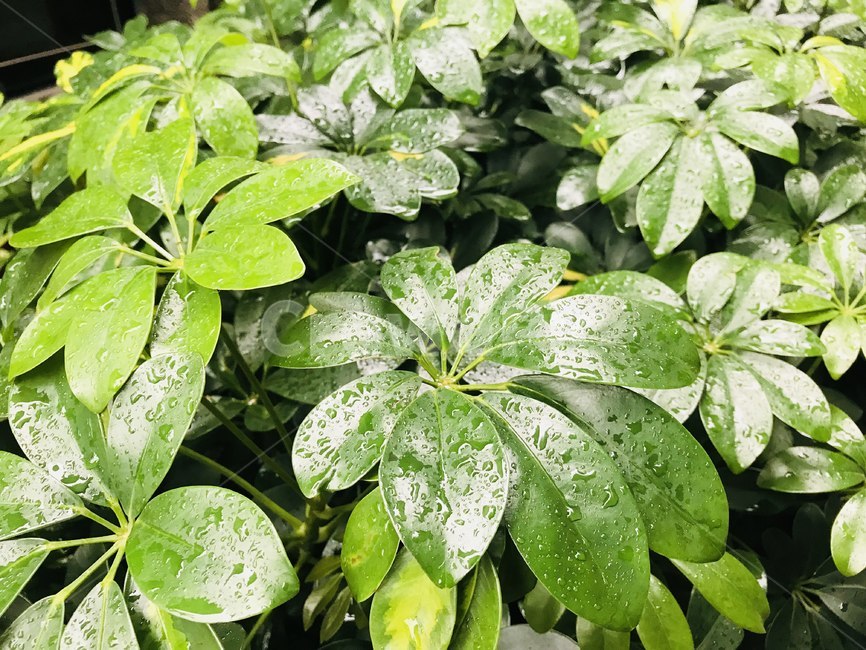 나뭇잎,초록,비,푸름,여름,식물,자연,plants,nature,비,비오는날,rain,rainy