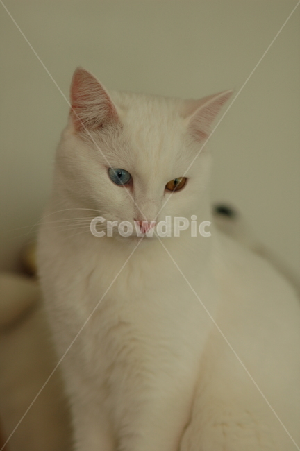 오드아이,고양이,터키쉬앙고라,흰색,애완동물,동물,반려동물