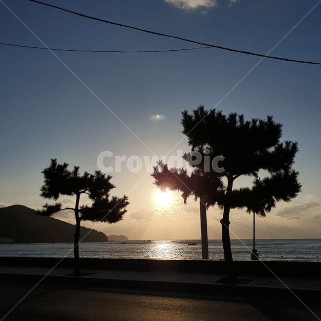 light,햇빛,빛,해변,바다,야자나무,나무,자연,풍경,식물,자연,plants,nature,나무,trees,wood