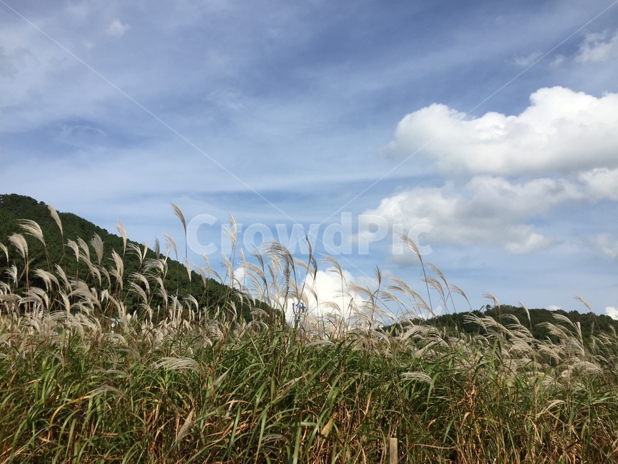 자연,하늘,억새,nature,silvergrass,가을,계절,fall,autumn,season,자연,풍경,nature,landscape,plant,식물,grass,잔디,lawn,reed,갈대