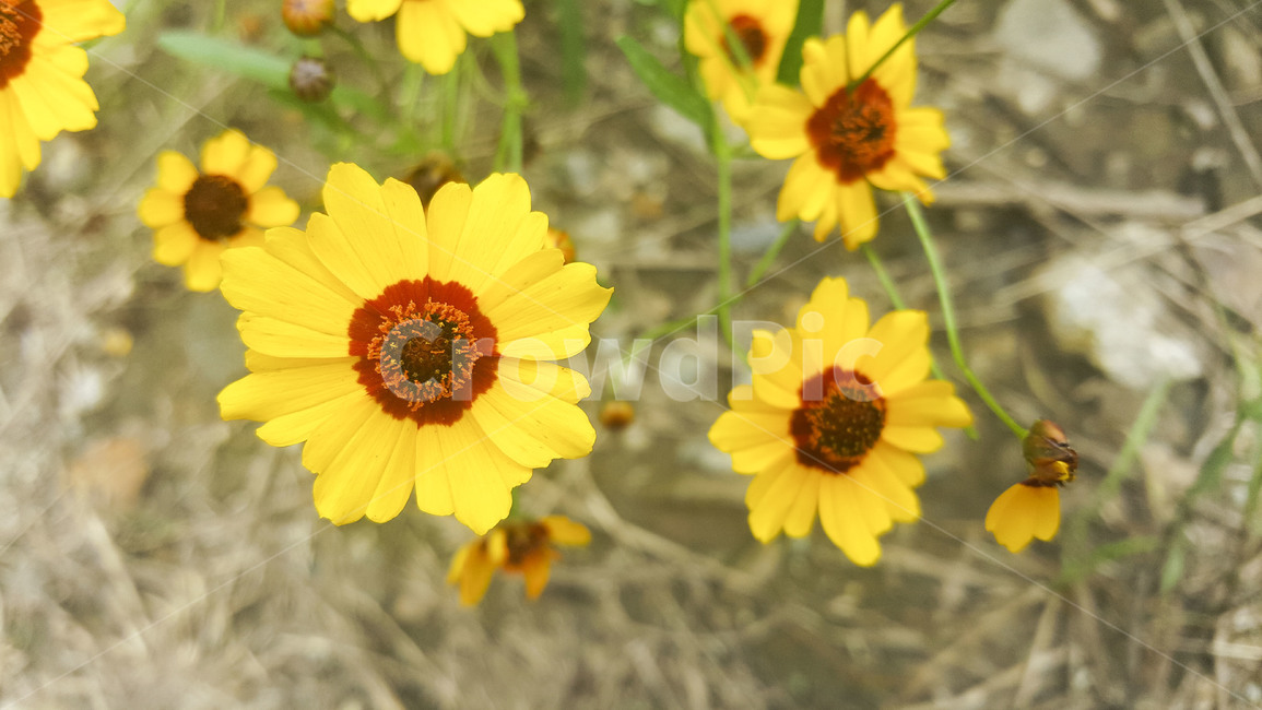 plant,식물,봄,노랑꽃,spring