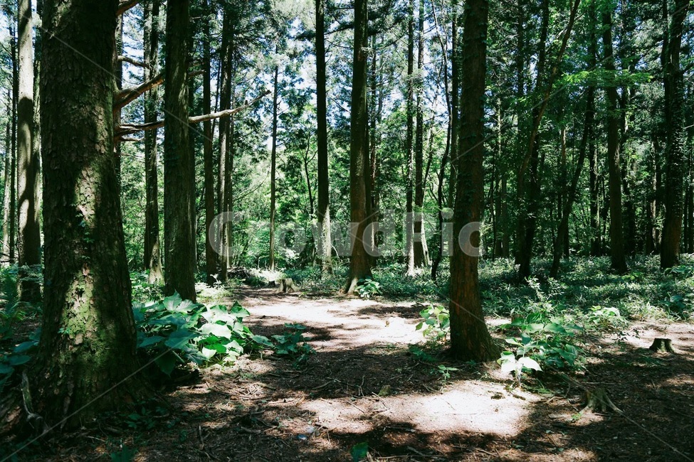 숲,숲길,나무,초록초록,자연,자연,풍경,nature,landscape,휴식,힐링,rest,relaxation,healing,plant,식물,vegetation,초목,woodland,삼림지,outdoors,옥외,forest,land,땅,tree,path,통로,grove,작은 숲,jungle,밀림