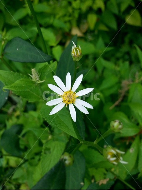 꽃,자연,식물,흰꽃,봄,봄,계절,spring,season,식물,자연,plants,nature,꽃,flower,plant