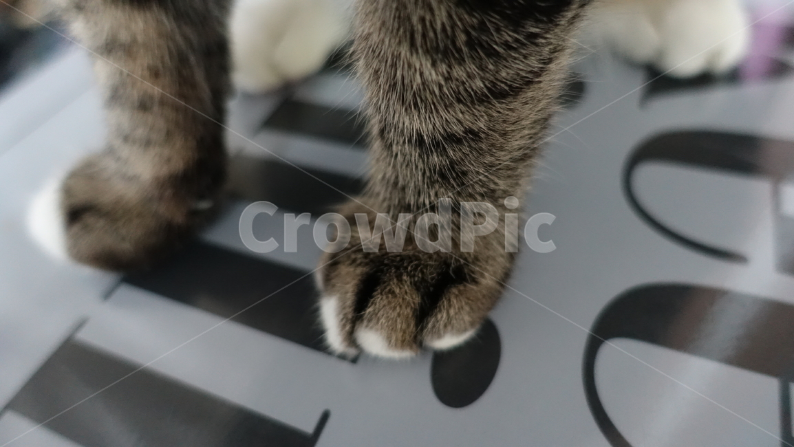 고양이,코숏,코숏고등어,애완동물,동물,동물,animal,포유류,mammal,고양이,cat,kitten,kitty