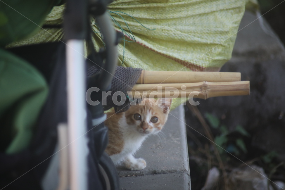 고양이,야옹이,동물,새끼고양이,길냥이