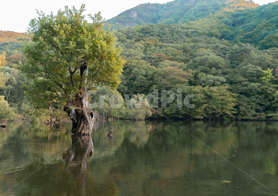 청송,주산지,나무,산,풍경,경치,강,저수지,가을,자연,풍경,nature,landscape,한국자연풍경,한국자연경관,korea nature landscape,water,물,outdoors,옥외,land,땅,plant,식물,tree