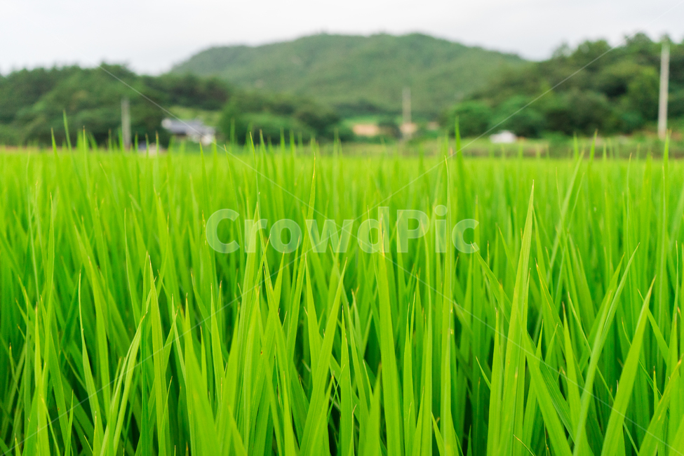 벼,여름,초록,논,시원함,식물,자연,plants,nature,산업,industry,industrial,농업,농사,agriculture,farming,farming industry