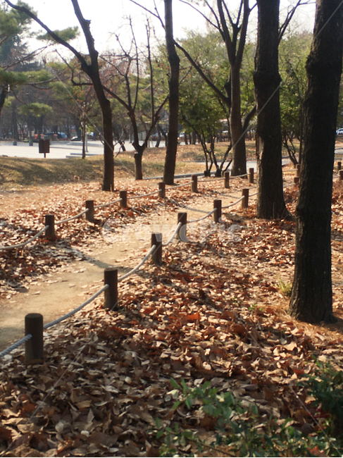 보도,walkway,sidewalk,풍경,scenery,나무,tree,나무줄기,treetrunk,낙엽,deciduous,잎,leaf,생활,life,공원,park,바닥,땅,ground,floor,flooring,식물,plant,통로,path,길,road
